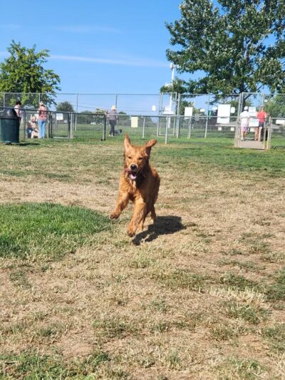 Phoenix Large Dog Park - Fair Oaks, CA