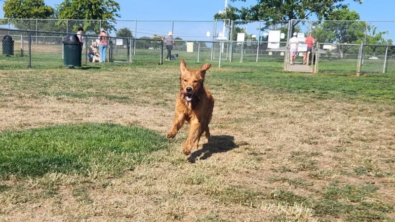 Phoenix Large Dog Park - Fair Oaks, CA