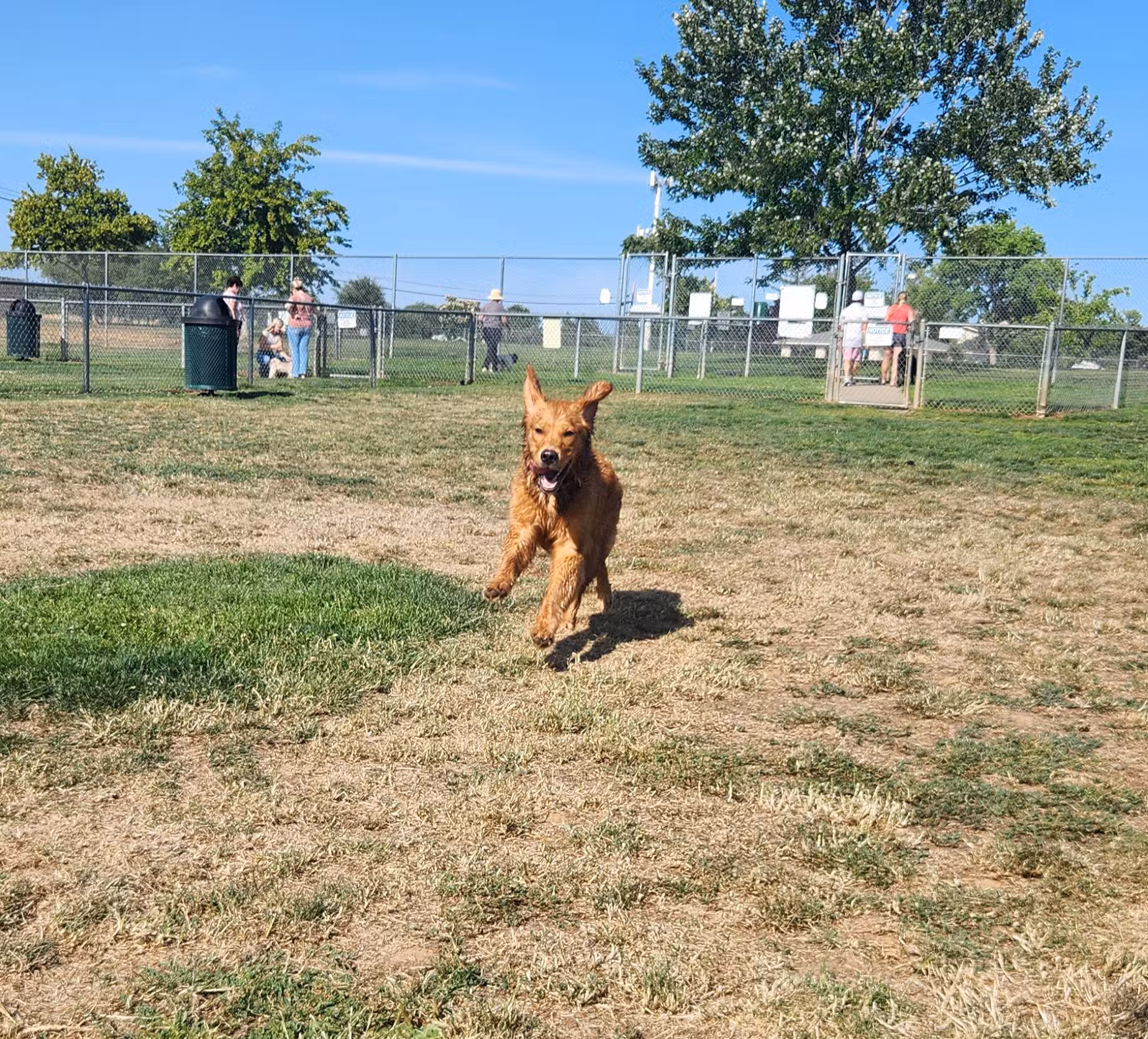 Phoenix Large Dog Park - Fair Oaks, CA