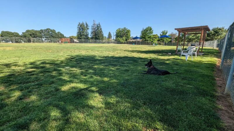 Phoenix Large Dog Park - Fair Oaks, CA