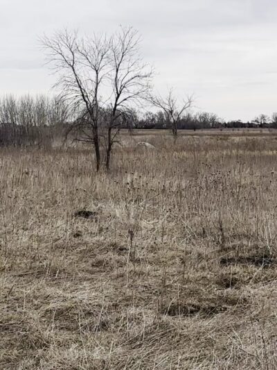 Fairbank Fen - Fairbank, IA