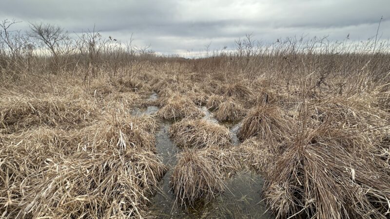 Fairbank Fen - Fairbank, IA