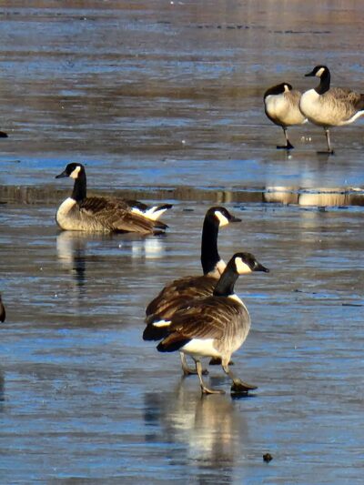 Island Park - Fairbank, IA