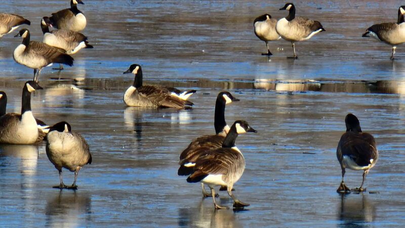 Island Park - Fairbank, IA