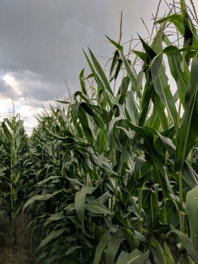 Hawks Ridge Park - Fairfax, IA