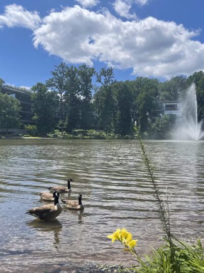 Fairlakes Private Lake - Fairfax, VA