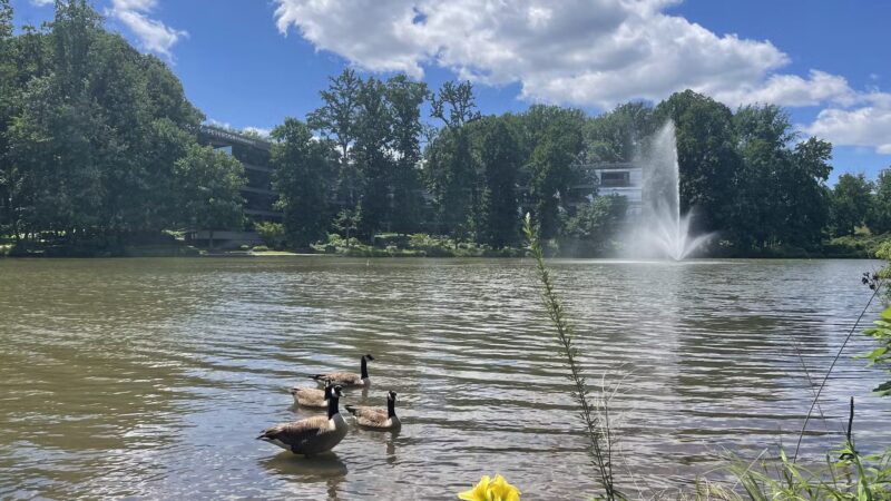 Fairlakes Private Lake - Fairfax, VA