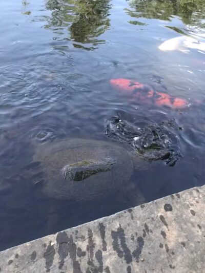 Fairlakes Private Lake - Fairfax, VA