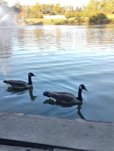 Fairlakes Private Lake - Fairfax, VA