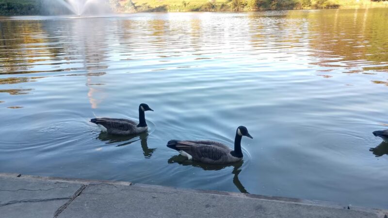 Fairlakes Private Lake - Fairfax, VA