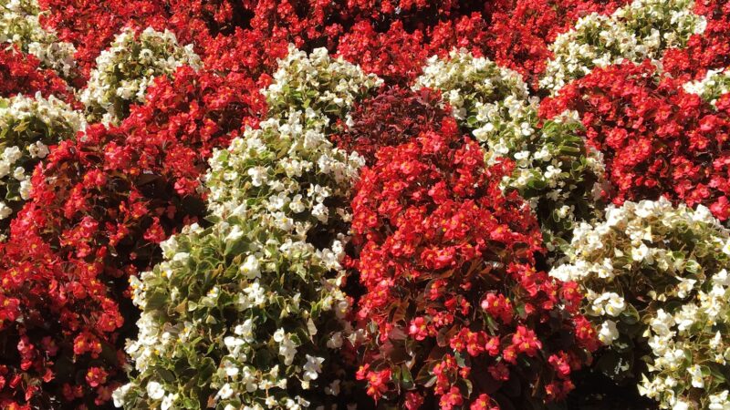 Pender Pet Caring Memorial Park - Fairfax, VA