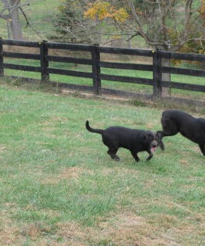 Wellspring Farm LTD - Fairfield, VA
