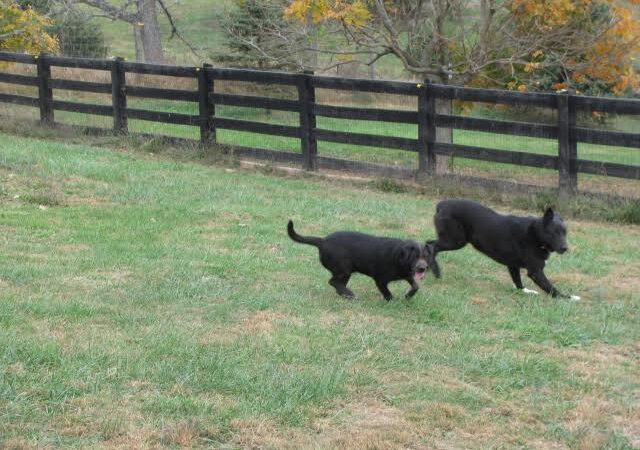 Wellspring Farm LTD - Fairfield, VA