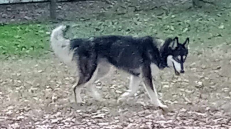 Fairhope Dog Park - Fairhope, AL