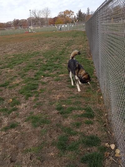 Fairmont Dog Park - Fairmont, MN