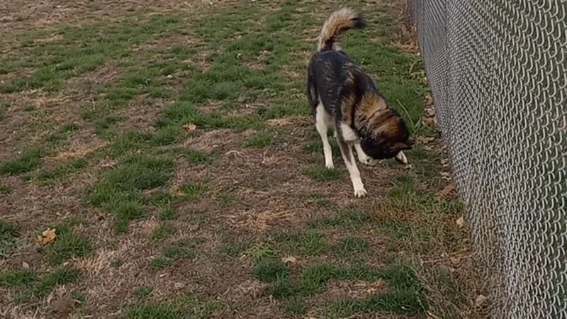 Fairmont Dog Park - Fairmont, MN