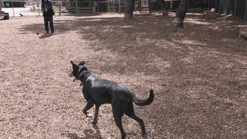 Fallbrook Dog Park - Fallbrook, CA