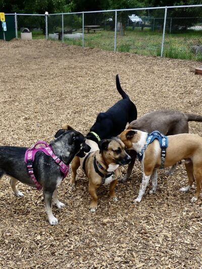Fallbrook Dog Park - Fallbrook, CA