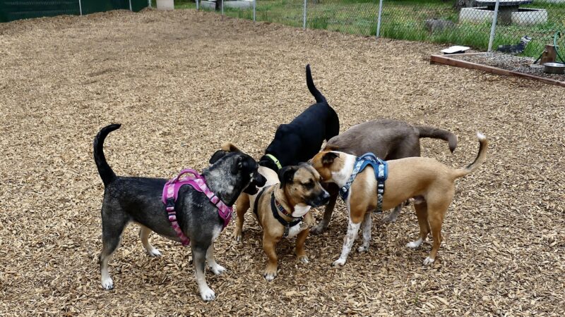 Fallbrook Dog Park - Fallbrook, CA