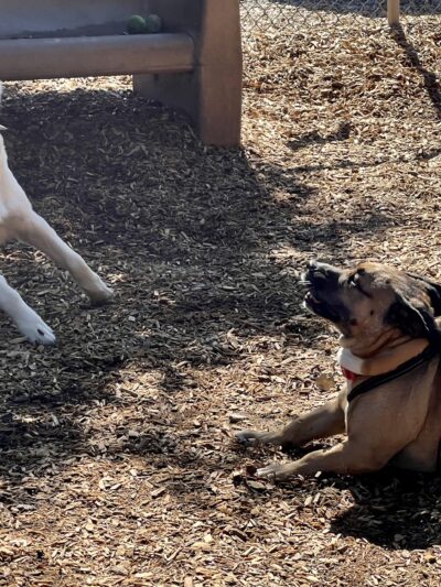 Fallbrook Dog Park - Fallbrook, CA