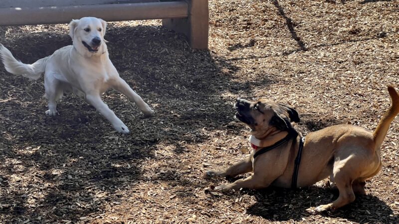 Fallbrook Dog Park - Fallbrook, CA