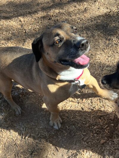 Fallbrook Dog Park - Fallbrook, CA