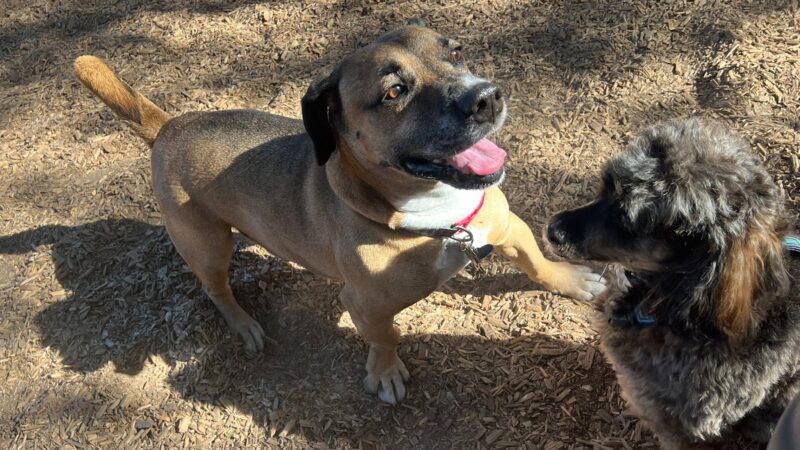 Fallbrook Dog Park - Fallbrook, CA