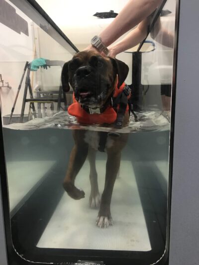 Aquatic Paws - Falls Church, VA