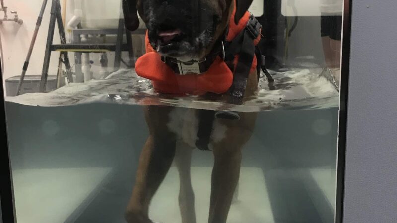 Aquatic Paws - Falls Church, VA