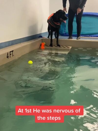 Aquatic Paws - Falls Church, VA