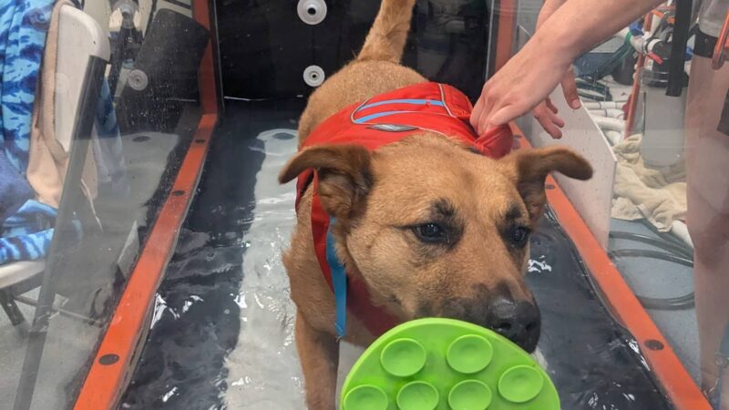 Aquatic Paws - Falls Church, VA