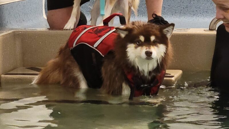 Aquatic Paws - Falls Church, VA