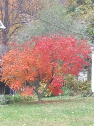 Bel Air Park - Falls Church, VA