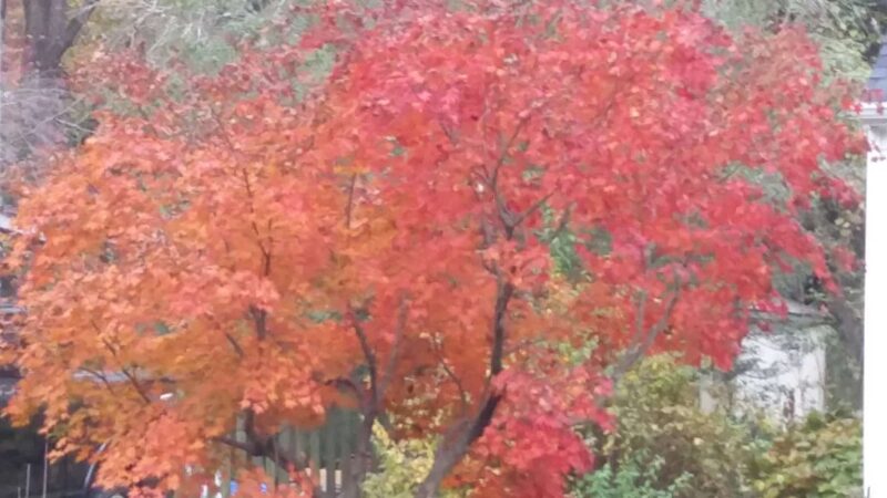 Bel Air Park - Falls Church, VA