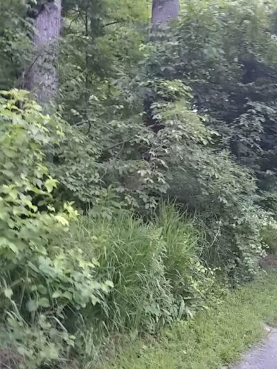 Howard E Herman Park - Falls Church, VA
