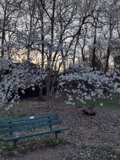 Isaac Crossman Park - Falls Church, VA