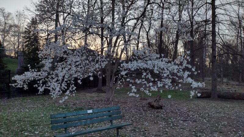 Isaac Crossman Park - Falls Church, VA