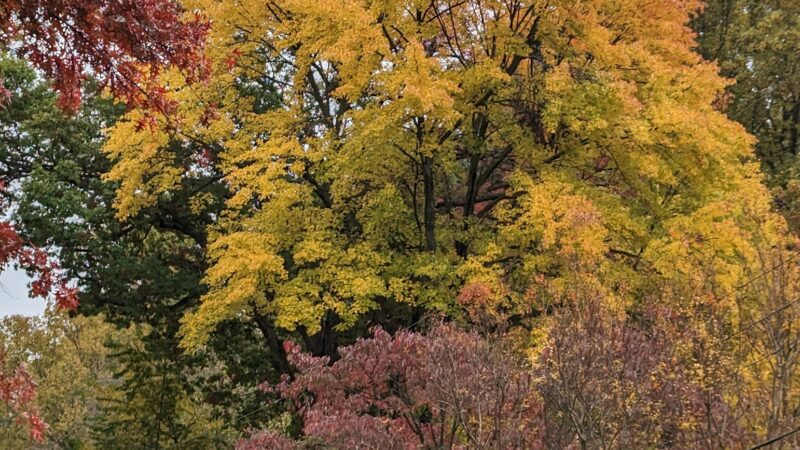 John Mastenbrook-Greenway Downs Park - Falls Church, VA
