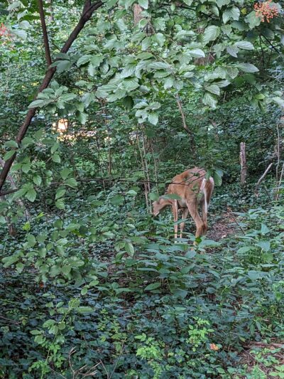 John Mastenbrook-Greenway Downs Park - Falls Church, VA