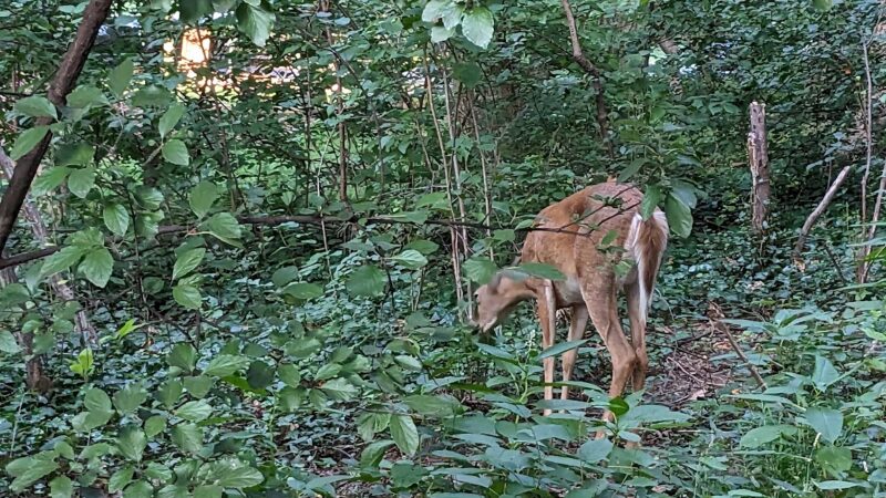 John Mastenbrook-Greenway Downs Park - Falls Church, VA