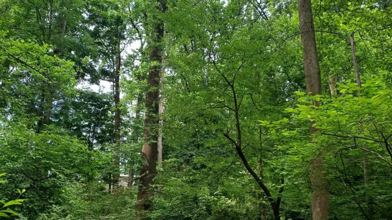 John Mastenbrook-Greenway Downs Park - Falls Church, VA