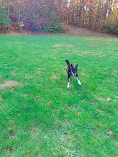 Roundtree Park - Falls Church, VA