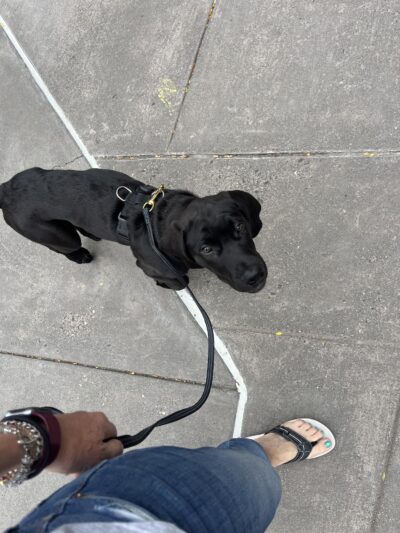 Unleashed Abilities: Coaching People, Training Dogs - Falls Church, VA