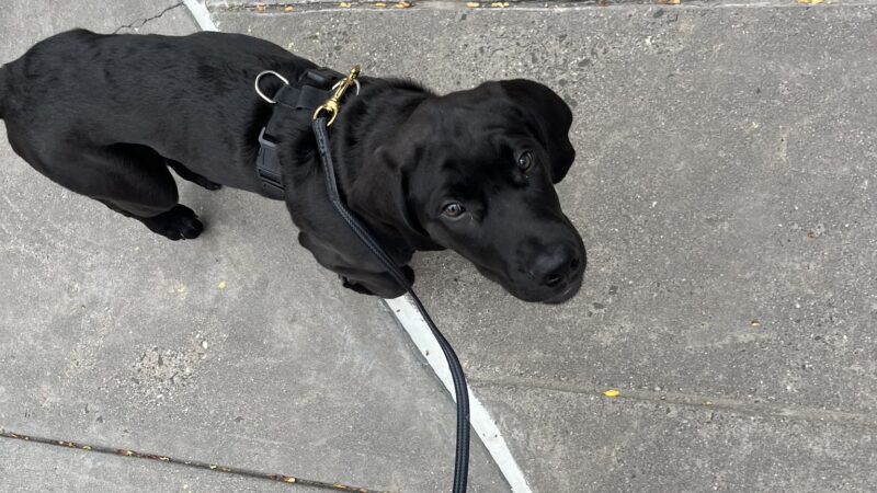 Unleashed Abilities: Coaching People, Training Dogs - Falls Church, VA