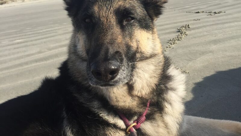 Unleashed Abilities: Coaching People, Training Dogs - Falls Church, VA