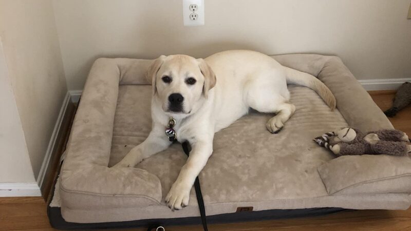 Unleashed Abilities: Coaching People, Training Dogs - Falls Church, VA