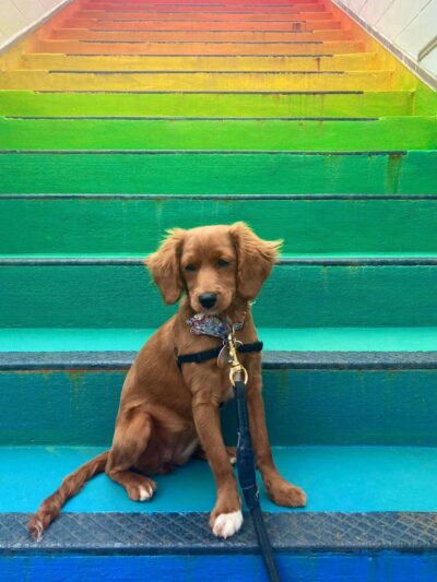 Unleashed Abilities: Coaching People, Training Dogs - Falls Church, VA
