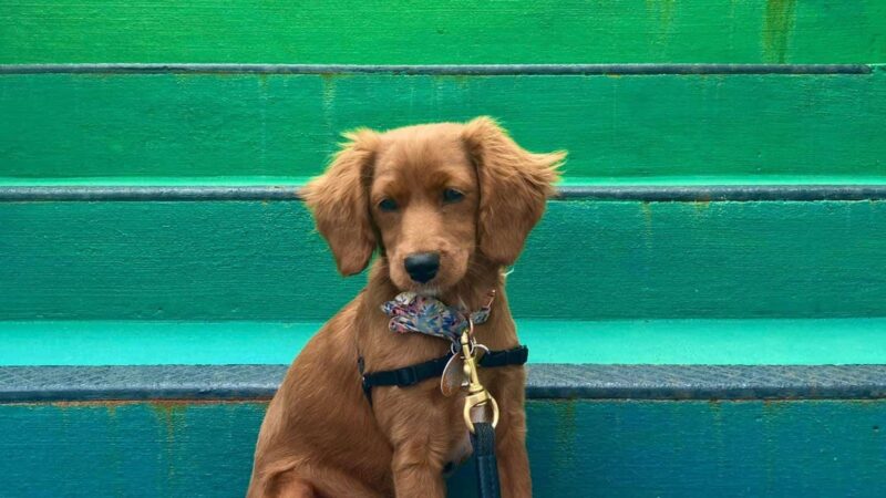 Unleashed Abilities: Coaching People, Training Dogs - Falls Church, VA