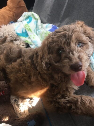 Unleashed Abilities: Coaching People, Training Dogs - Falls Church, VA