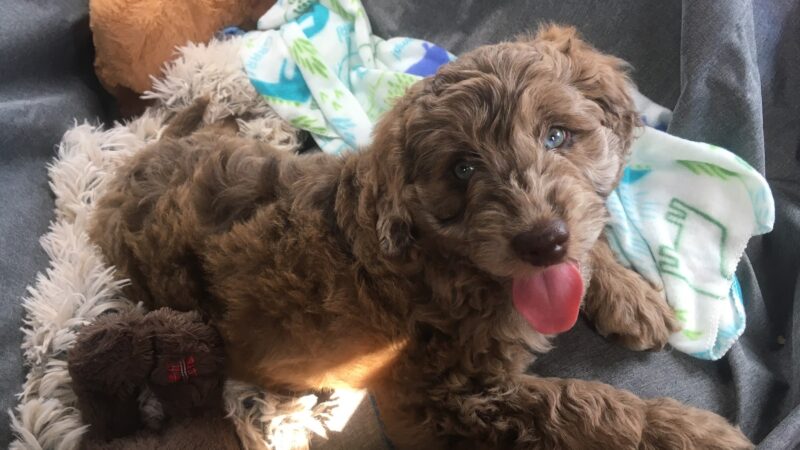 Unleashed Abilities: Coaching People, Training Dogs - Falls Church, VA